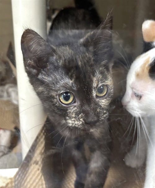 GAIL - Domestic Short Hair available for adoption