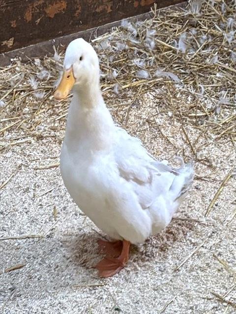SANDY - Duck available for adoption