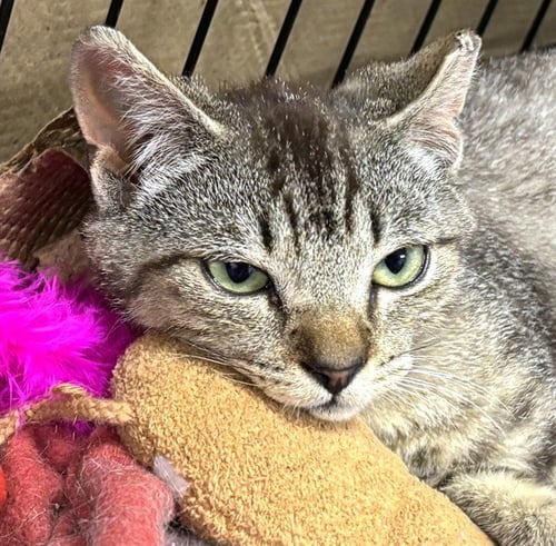 FLUX - Domestic Short Hair available for adoption
