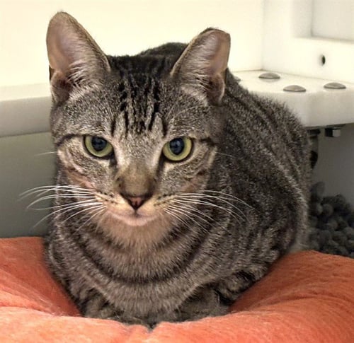 FLUX - Domestic Short Hair available for adoption