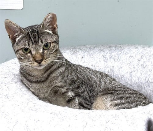 FLUX - Domestic Short Hair available for adoption