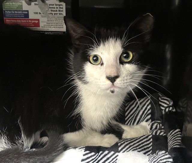 BOP IT - Domestic Short Hair available for adoption