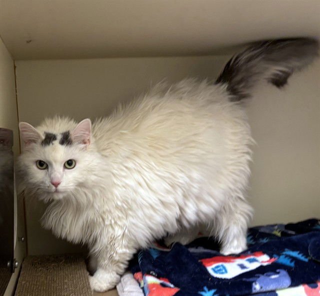 SAMMIE - Domestic Short Hair available for adoption