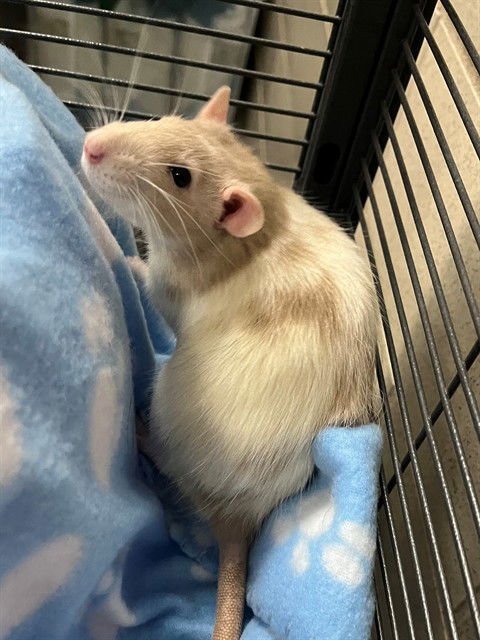 HONEY - Rat available for adoption