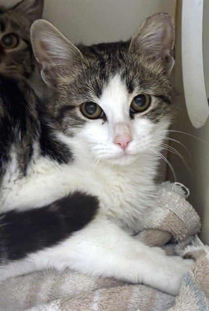 MILK CHOCOLATE - Domestic Short Hair available for adoption