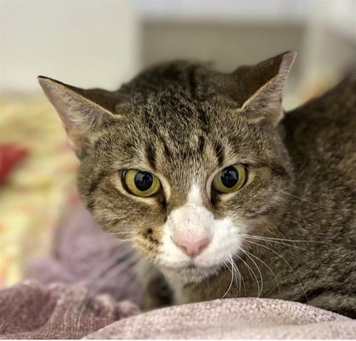 WILLOW - Domestic Short Hair available for adoption