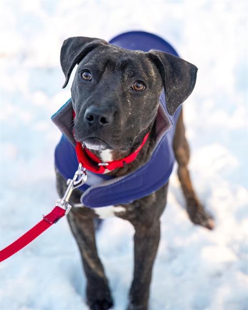 MANNY - Plott Hound available for adoption
