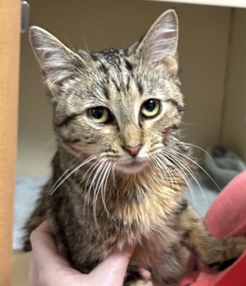 SPYRO - Domestic Short Hair available for adoption