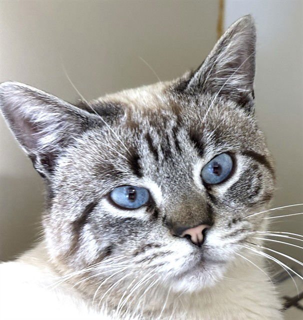 ROMULUS - Domestic Short Hair available for adoption