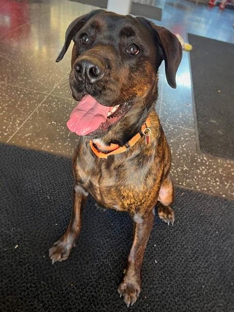 KINDLE - Rottweiler / Presa Canario available for adoption