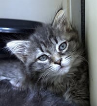 SKITTLES - Photo 1