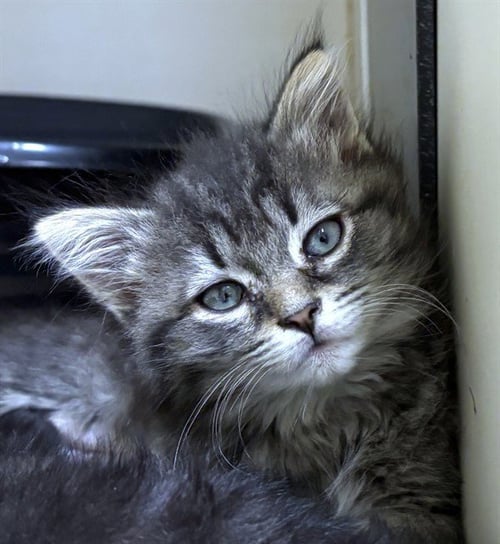 SKITTLES - Domestic Short Hair available for adoption