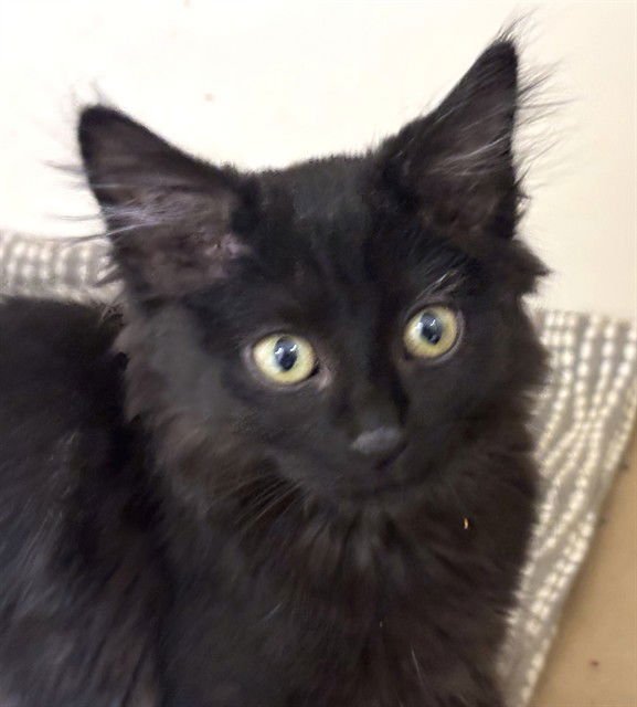 TESSA - Domestic Long Hair available for adoption