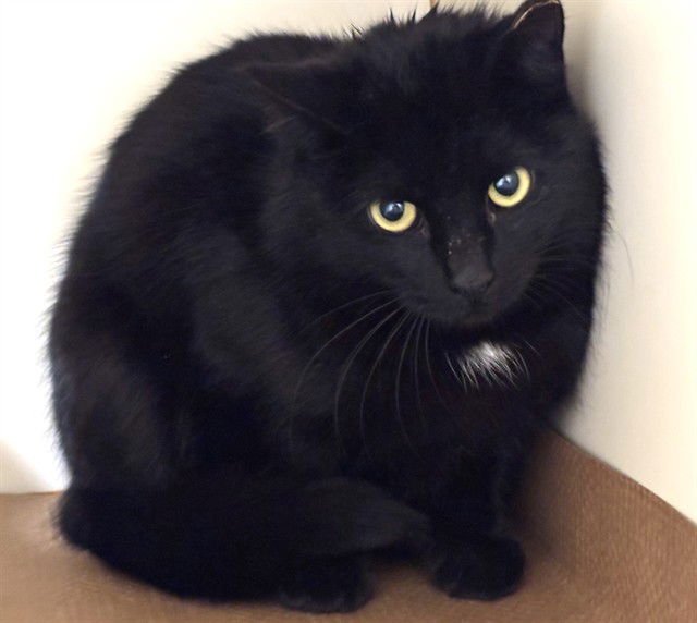 WINNIE - Domestic Short Hair available for adoption