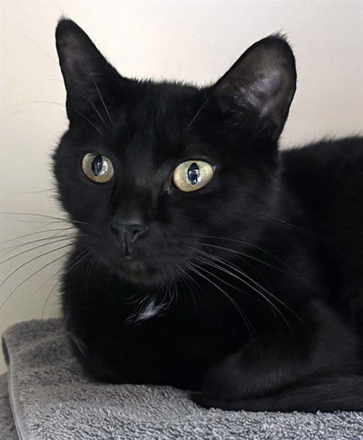 ROO - Domestic Short Hair available for adoption