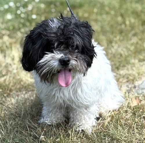 NENE - Shih Tzu available for adoption