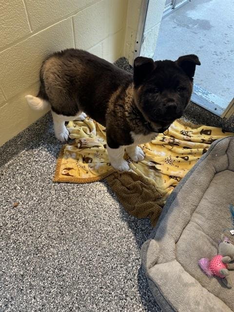 KODIAK - Akita available for adoption