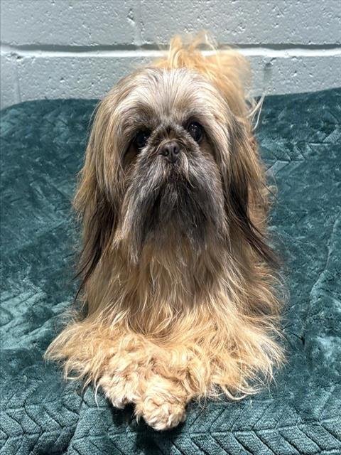 FARRAH - Pekingese available for adoption