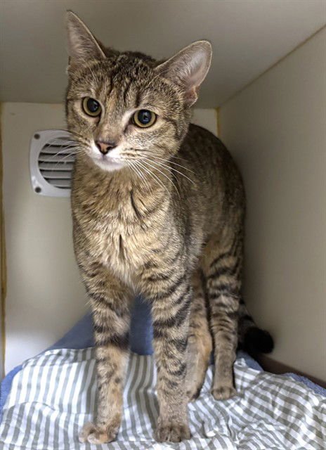 GINGER - Domestic Short Hair available for adoption