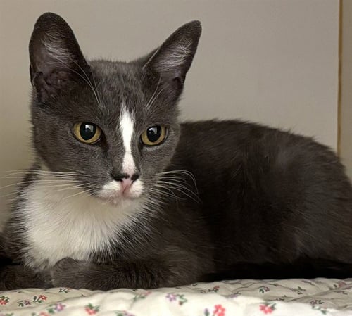 STARLIGHT - Domestic Short Hair available for adoption