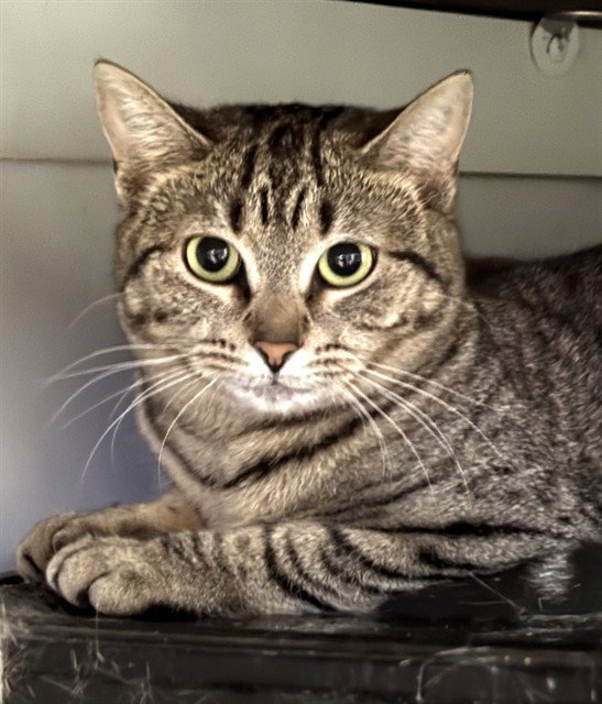 AURORA - Domestic Short Hair available for adoption