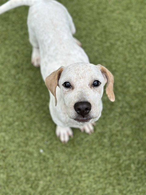 CUCUMBER - German Shorthaired Pointer available for adoption