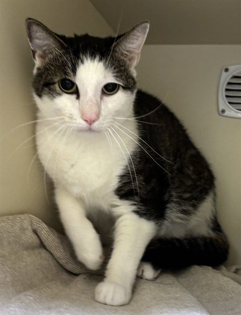 TOMMY - Domestic Short Hair available for adoption