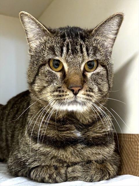 DEWEY - Domestic Short Hair available for adoption