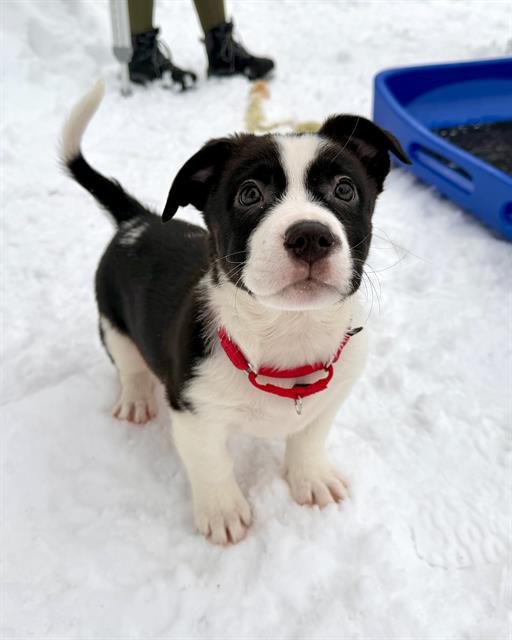 JAXON SMITH NJIGBA - Treeing Walker Coonhound available for adoption