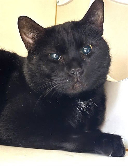 ROUX - Domestic Short Hair available for adoption