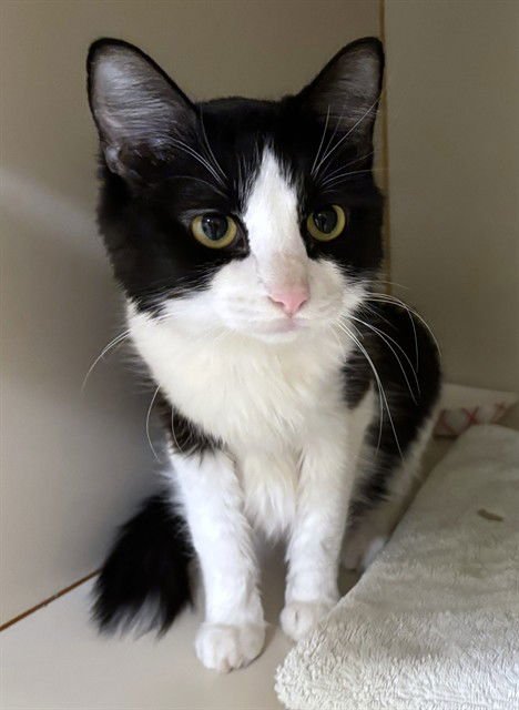 MAEVE - Domestic Short Hair available for adoption