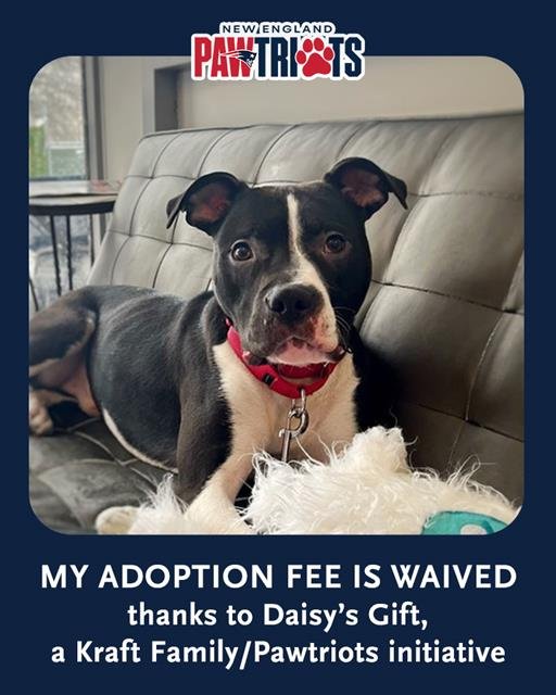 ELVIS PAWSLEY - Staffordshire Bull Terrier / Boxer available for adoption