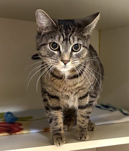 LATTE - Domestic Short Hair available for adoption