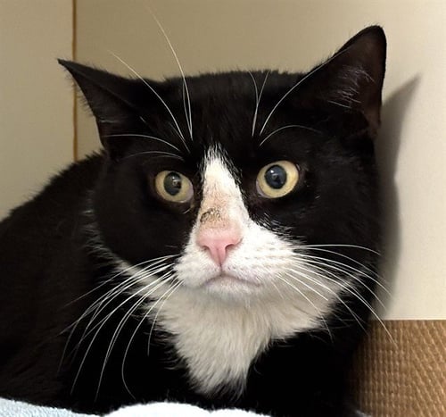 JAMESON - Domestic Short Hair available for adoption