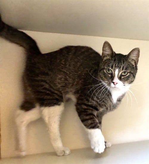 TEDDY BEAR - Domestic Short Hair available for adoption