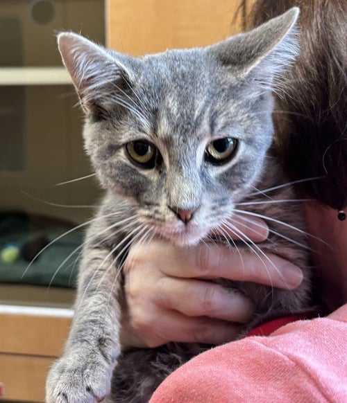 RIVER - Domestic Short Hair available for adoption