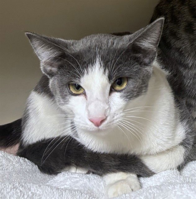 PATCHES - Domestic Short Hair available for adoption