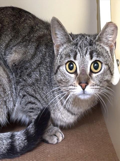 ALICE - Domestic Short Hair available for adoption