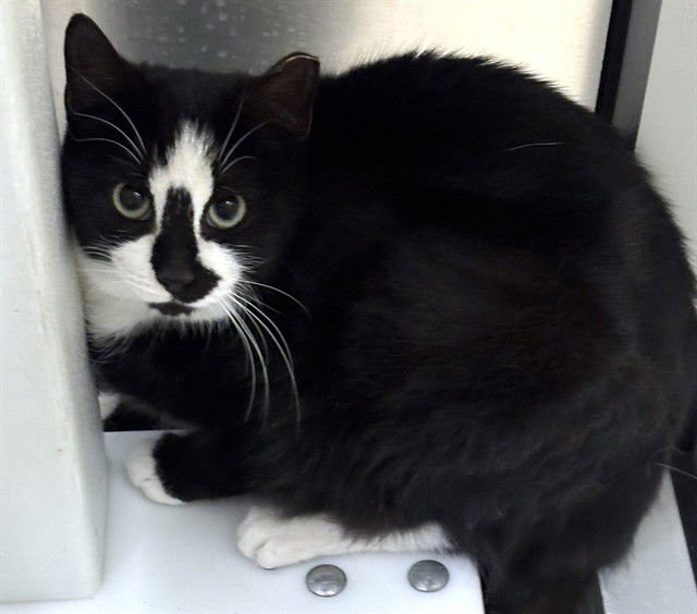 FURBY - Domestic Short Hair available for adoption