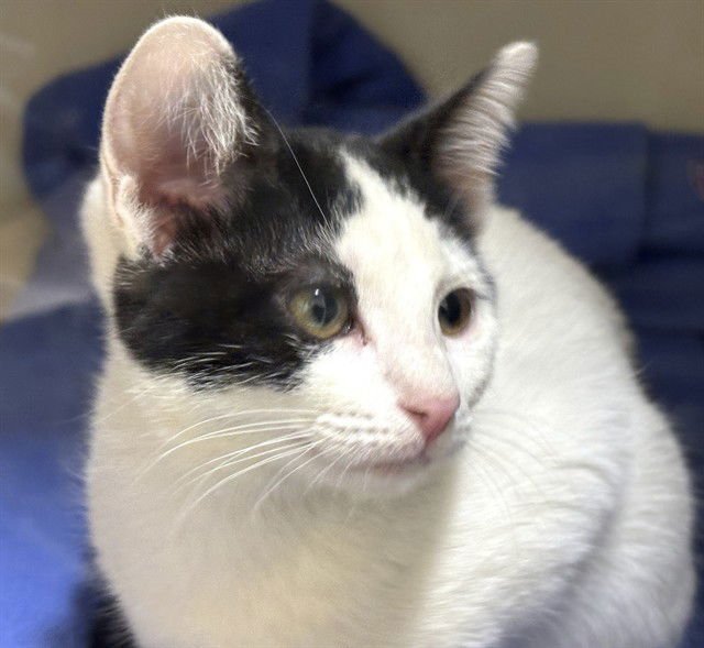 LOVE - Domestic Short Hair available for adoption