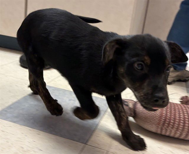 RUDOLPH - Treeing Walker Coonhound available for adoption