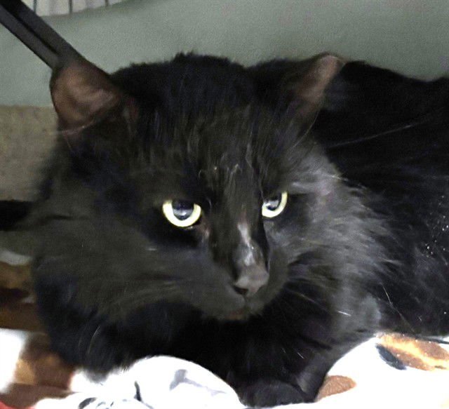 BEAVIS - Domestic Long Hair available for adoption