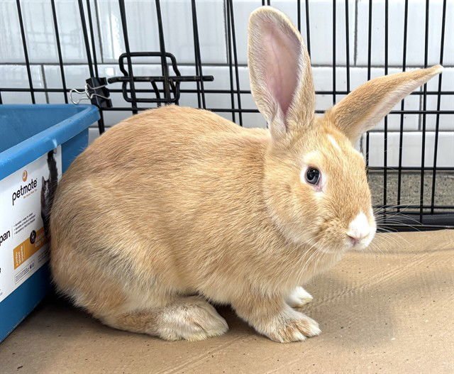 PATRICK - Flemish Giant / Holland Lop available for adoption