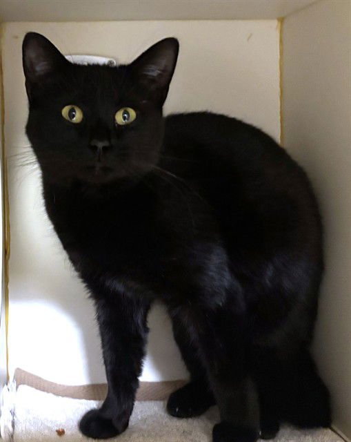 SALEM - Domestic Short Hair available for adoption