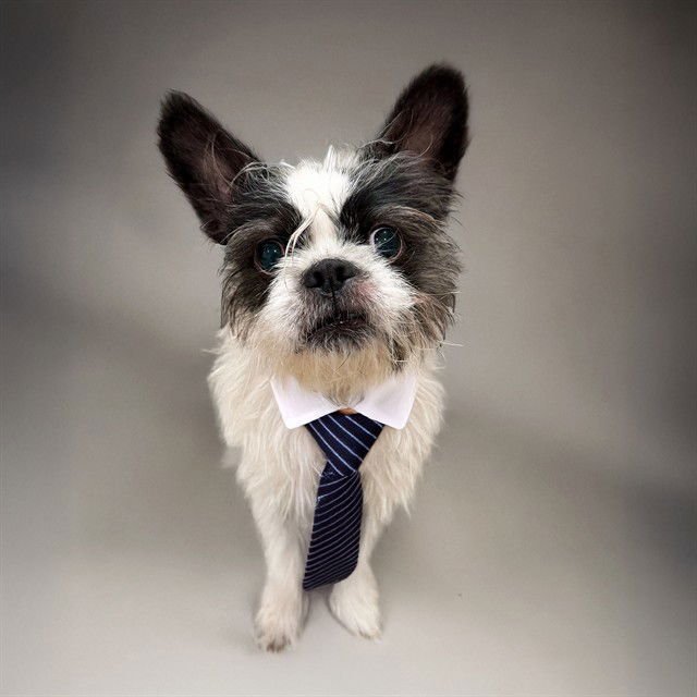 HUGH - Boston Terrier / Cairn Terrier available for adoption