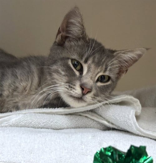 KLINGER - Domestic Short Hair available for adoption