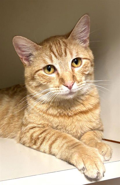 MILK DUD - Domestic Short Hair available for adoption