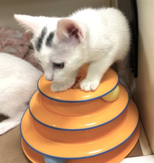 HONEY - Domestic Short Hair available for adoption