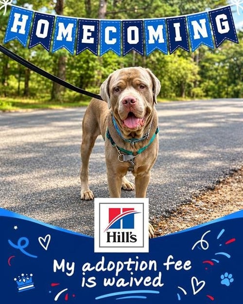 PETER - Mastiff available for adoption