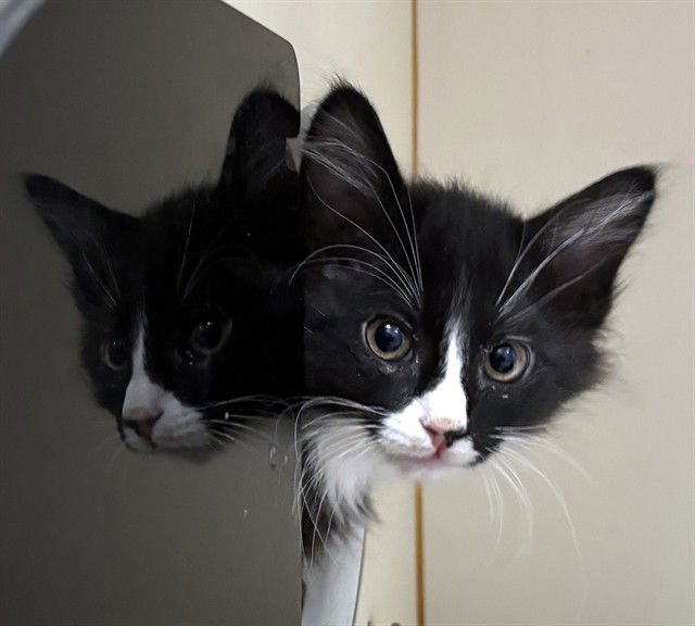 BEATRICE - Domestic Long Hair available for adoption